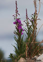 Epilobium angustifolium